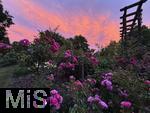 02.07.2025, Bad Wrishofen im Unterallgu, Tausende Rosen blhen im herrlichen Kurpark der Kneippstadt, beeindruckend hier der glhende Wolkenhimmel mit Abendrot im Hintergrund.