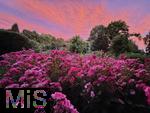 02.07.2025, Bad Wrishofen im Unterallgu, Tausende Rosen blhen im herrlichen Kurpark der Kneippstadt, beeindruckend hier der glhende Wolkenhimmel mit Abendrot im Hintergrund.