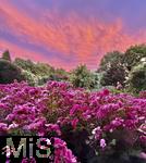 02.07.2025, Bad Wrishofen im Unterallgu, Tausende Rosen blhen im herrlichen Kurpark der Kneippstadt, beeindruckend hier der glhende Wolkenhimmel mit Abendrot im Hintergrund.