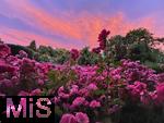 02.07.2025, Bad Wrishofen im Unterallgu, Tausende Rosen blhen im herrlichen Kurpark der Kneippstadt, beeindruckend hier der glhende Wolkenhimmel mit Abendrot im Hintergrund.