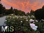 02.07.2025, Bad Wrishofen im Unterallgu, Tausende Rosen blhen im herrlichen Kurpark der Kneippstadt, beeindruckend hier der glhende Wolkenhimmel mit Abendrot im Hintergrund.