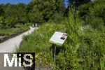 12.07.2025, Bad Wrishofen im Unterallgu, Im Kurpark gibt es einen Duftgarten mit vielen Pflanzen zum riechen und staunen.