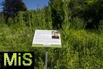 12.07.2025, Bad Wrishofen im Unterallgu, Im Kurpark gibt es einen Duftgarten mit vielen Pflanzen zum riechen und staunen.