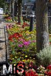 12.07.2025, Bad Wrishofen im Unterallgu, Blumenrabatte in der Fussgngerzone. 