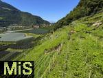 31.07.2025, Meran in Sdtirol, Italien. Ortsteil Algund, Ausblick vom Hang eines Weinberges. 