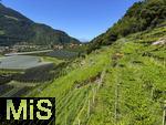 31.07.2025, Meran in Sdtirol, Italien. Ortsteil Algund, Ausblick vom Hang eines Weinberges. 