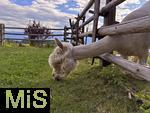 31.07.2025, Meran in Sdtirol, Italien. Ortsteil Hafling, Tiergehege am Hotel Chalet Mirabell, Geschorene Lamas und Alpakas grasen hier friedlich.