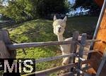 31.07.2025, Meran in Sdtirol, Italien. Ortsteil Hafling, Tiergehege am Hotel Chalet Mirabell, Geschorene Lamas und Alpakas grasen hier friedlich.