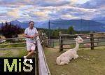 31.07.2025, Meran in Sdtirol, Italien. Ortsteil Hafling, Tiergehege am Hotel Chalet Mirabell, Geschorene Lamas und Alpakas grasen hier friedlich. (Modelreleased)