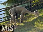 31.07.2025, Meran in Sdtirol, Italien. Ortsteil Hafling, Tiergehege am Hotel Chalet Mirabell, Geschorene Lamas und Alpakas grasen hier friedlich.