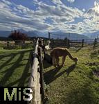 31.07.2025, Meran in Sdtirol, Italien. Ortsteil Hafling, Tiergehege am Hotel Chalet Mirabell, Geschorene Lamas und Alpakas grasen hier friedlich.