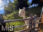 31.07.2025, Meran in Sdtirol, Italien. Ortsteil Hafling, Tiergehege am Hotel Chalet Mirabell, Geschorene Lamas und Alpakas grasen hier friedlich.