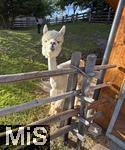 31.07.2025, Meran in Sdtirol, Italien. Ortsteil Hafling, Tiergehege am Hotel Chalet Mirabell, Geschorene Lamas und Alpakas grasen hier friedlich.