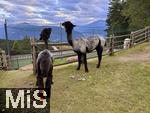 31.07.2025, Meran in Sdtirol, Italien. Ortsteil Hafling, Tiergehege am Hotel Chalet Mirabell, Geschorene Lamas und Alpakas grasen hier friedlich.