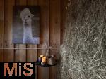 31.07.2025, Meran in Sdtirol, Italien. Ortsteil Hafling, Tiergehege am Hotel Chalet Mirabell, Lamas und Alpakas grasen hier friedlich. Im urig gemtlichen Stall mit Blick zu den Lamas und der Bergwelt Sdtirols kann man ein Mehrgnge-Men des Hotels einnehmen. Ein tierisches Stadeldinner.
