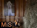 31.07.2025, Meran in Sdtirol, Italien. Ortsteil Hafling, Tiergehege am Hotel Chalet Mirabell, Lamas und Alpakas grasen hier friedlich. Im urig gemtlichen Stall mit Blick zu den Lamas und der Bergwelt Sdtirols kann man ein Mehrgnge-Men des Hotels einnehmen. Ein tierisches Stadeldinner.