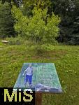 01.08.2025, Mindelheim im Unterallgu, Gedenktafel fr einen verdienten Mindelheimer Naturschtzer, Walter Feil, der Grnder des Naturlehrgartens in Mindelheim. Im Hintergrund ein Baum der zu Ehren Feils zu seinem Tod gepflanzt wurde.
 