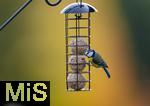 08.11.2025, Bad Wrishofen (Unterallgu) Eine Blaumeise (Cyanistes caeruleus, Syn.: Parus caeruleus) an einem Meisenkndel bei der Winterftterung im Garten 