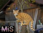 19.11.2025,  Bad Wrishofen im Unterallgu: Eine Katze als Haustier. Ein 4 Monate junger Kater geniesst sein Leben auf einem Bauernhof.