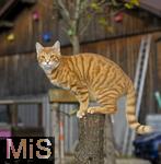 19.11.2025,  Bad Wrishofen im Unterallgu: Eine Katze als Haustier. Ein 4 Monate junger Kater geniesst sein Leben auf einem Bauernhof.