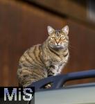 19.11.2025,  Bad Wrishofen im Unterallgu: Eine Katze als Haustier. Katze geniesst sein Leben auf einem Bauernhof und hlt Aussicht auf einem Autodach.