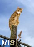 19.11.2025,  Bad Wrishofen im Unterallgu: Eine Katze als Haustier. Ein 4 Monate junger Kater geniesst sein Leben auf einem Bauernhof und hlt Aussicht auf einem Holzpfosten. 