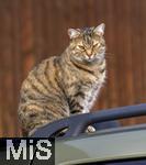 19.11.2025,  Bad Wrishofen im Unterallgu: Eine Katze als Haustier. Katze geniesst sein Leben auf einem Bauernhof und hlt Aussicht auf einem Autodach.