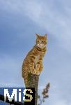 19.11.2025,  Bad Wrishofen im Unterallgu: Eine Katze als Haustier. Ein 4 Monate junger Kater geniesst sein Leben auf einem Bauernhof und hlt Aussicht auf einem Holzpfosten. 