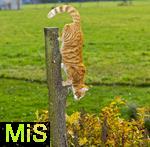 19.11.2025,  Bad Wrishofen im Unterallgu: Eine Katze als Haustier. Ein 4 Monate junger Kater genisst sein Leben auf einem Bauernhof. 