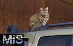 19.11.2025,  Bad Wrishofen im Unterallgu: Eine Katze als Haustier. Katze geniesst sein Leben auf einem Bauernhof und hlt Aussicht auf einem Autodach. 