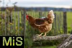 19.11.2025,  Bad Wrishofen im Unterallgu:  Glckliche freilaufende Hhnen auf einem Bauernhof. 