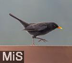 26.12.2023,  Winter in Bayern.  Bad W�rishofen im Unterallg�u.  Ein Amsel-M�nnchen (Turdus merula) auf dem Balkon auf Futtersuche.