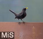 26.12.2023,  Winter in Bayern.  Bad W�rishofen im Unterallg�u.  Ein Amsel-M�nnchen (Turdus merula) auf dem Balkon auf Futtersuche.
