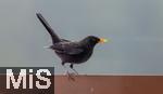 26.12.2023,  Winter in Bayern.  Bad W�rishofen im Unterallg�u.  Ein Amsel-M�nnchen (Turdus merula) auf dem Balkon auf Futtersuche.
