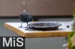26.12.2023,  Winter in Bayern.  Bad W�rishofen im Unterallg�u.  Ein Amsel-M�nnchen (Turdus merula) auf dem Balkon an einer Vogeltr�nke.