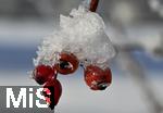 31.12.2025, Winterlandschaft bei F�ssen im Allg�u, am Hopfensee. Detail Beeren mit Schnee