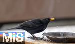 29.01.2026,  Winter in Bayern.  Bad W�rishofen im Unterallg�u.  Ein Amsel-M�nnchen (Turdus merula) auf dem Balkon an einer Vogeltr�nke.