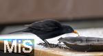 29.01.2026,  Winter in Bayern.  Bad W�rishofen im Unterallg�u.  Ein Amsel-M�nnchen (Turdus merula) auf dem Balkon an einer Vogeltr�nke.