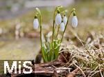 16.02.2026,  Mindelheim, Fr�hlingsbotenin einem Garten, dort bl�hen bereits die ersten Fr�hlingsboten, die Schneegl�ckchen (Galanthus nivalis). 