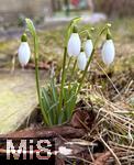16.02.2026,  Mindelheim, Fr�hlingsbotenin einem Garten, dort bl�hen bereits die ersten Fr�hlingsboten, die Schneegl�ckchen (Galanthus nivalis). 