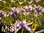 25.02.206, Bad W�rishofen im Unterallg�u,  Im Kurpark bl�hen nach einem harten Winter endlich die Fr�hlingsboten, die Krokusse (Crocus).   