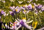 25.02.206, Bad W�rishofen im Unterallg�u,  Im Kurpark bl�hen nach einem harten Winter endlich die Fr�hlingsboten, die Krokusse (Crocus).   