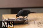 26.02.2026,  Winter in Bayern.  Bad Woerishofen im Unterallgaeu.  Ein Amsel-Maennchen (Turdus merula) auf dem Balkon an einer Vogeltraenke. 