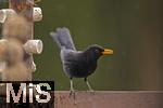 26.02.2026,  Winter in Bayern.  Bad Woerishofen im Unterallgaeu.  Ein Amsel-Maennchen (Turdus merula) auf dem Balkon