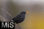 26.02.2026,  Winter in Bayern.  Bad Woerishofen im Unterallgaeu.  Ein Amsel-Maennchen (Turdus merula) auf dem Balkon