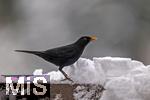 26.02.2026,  Winter in Bayern.  Bad Woerishofen im Unterallgaeu.  Ein Amsel-Maennchen (Turdus merula) auf dem Balkon an einer Vogeltraenke. 