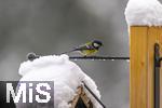 26.02.2026, Bad Woerishofen (Unterallgaeu) Eine Kohlmeise (Parus major)  an einem Vogelhaeuschen bei der Winterfuetterung im Garten  