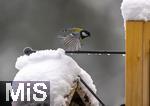 26.02.2026, Bad Woerishofen (Unterallgaeu) Eine Kohlmeise (Parus major)  an einem Vogelhaeuschen bei der Winterfuetterung im Garten  