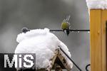 26.02.2026, Bad Woerishofen (Unterallgaeu) Eine Kohlmeise (Parus major)  an einem Vogelhaeuschen bei der Winterfuetterung im Garten  