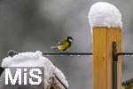 26.02.2026, Bad Woerishofen (Unterallgaeu) Eine Kohlmeise (Parus major)  an einem Vogelhaeuschen bei der Winterfuetterung im Garten  